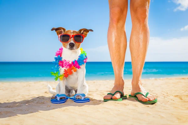 Dog and owner  summer holidays — Stock Photo, Image