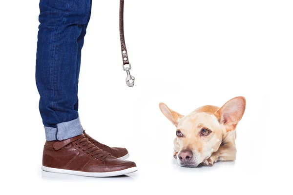 Cane e proprietario per una passeggiata — Foto Stock