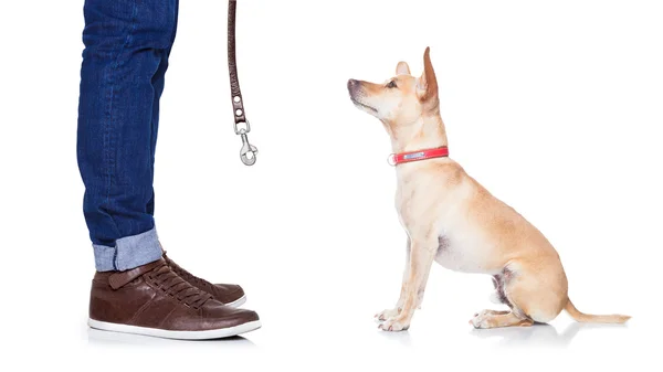 Dog and owner for a walk — Stock Photo, Image