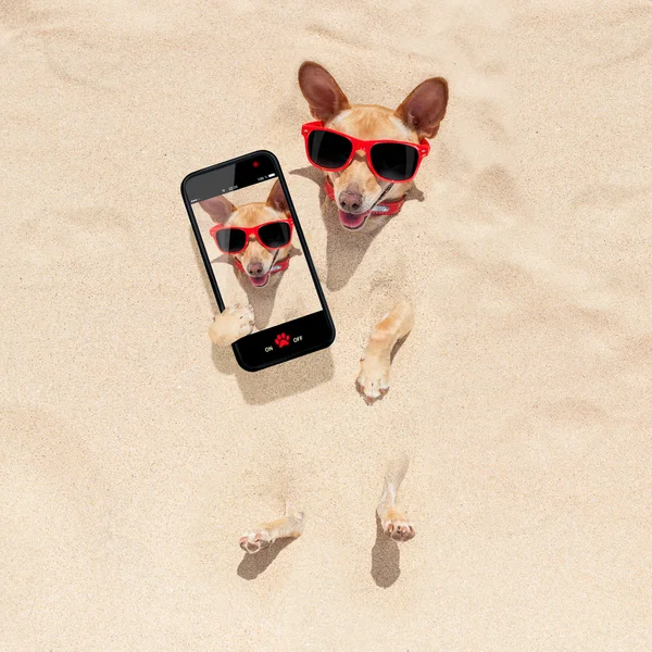 Dog buried in sand selfie — Stock Photo, Image