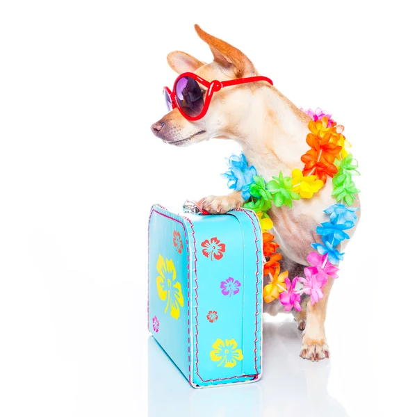 Dog summer holidays — Stock Photo, Image