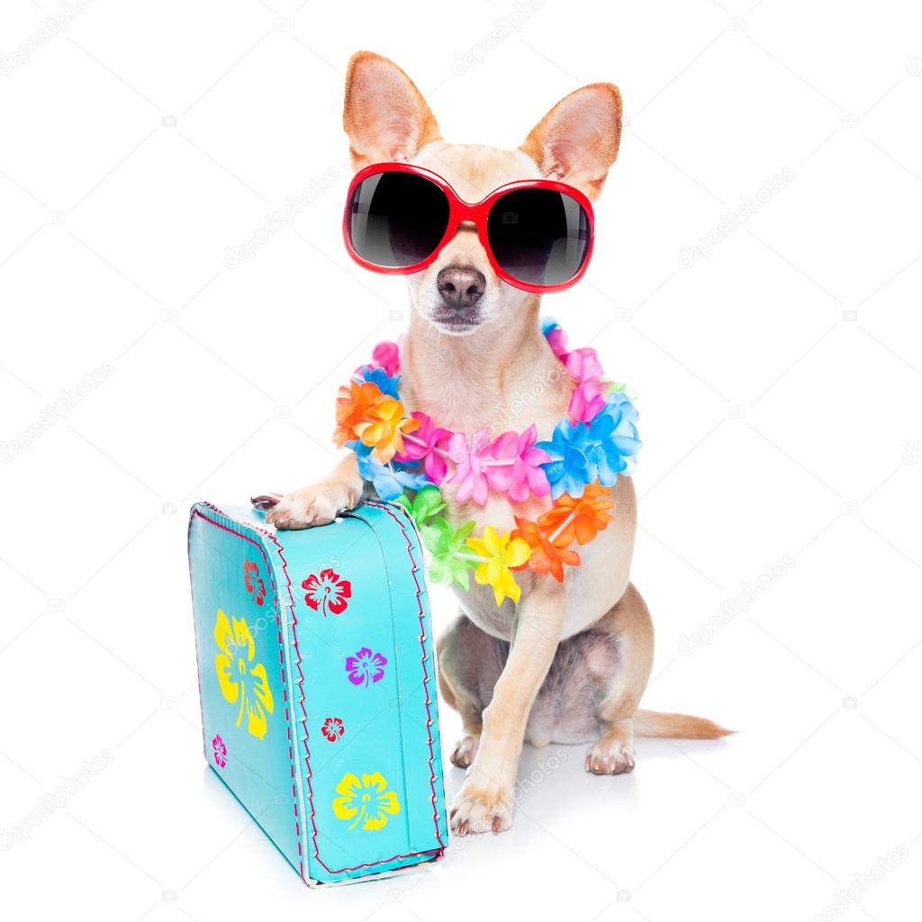 Dog summer holidays — Stock Photo © damedeeso 74153173