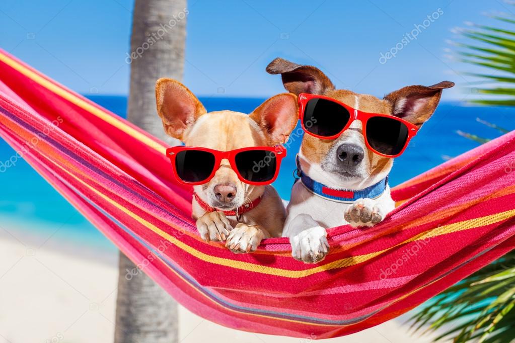 Dogs summer hammock Stock Photo by ©damedeeso 74153211