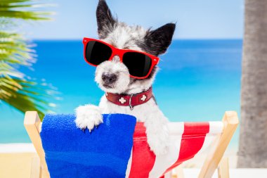 köpek yaz tatil tatil