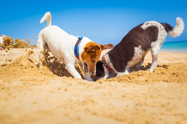 Honden graven van een gat — Stockfoto