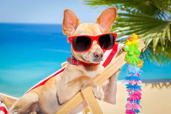 Hund im Sommerurlaub — Stockfoto