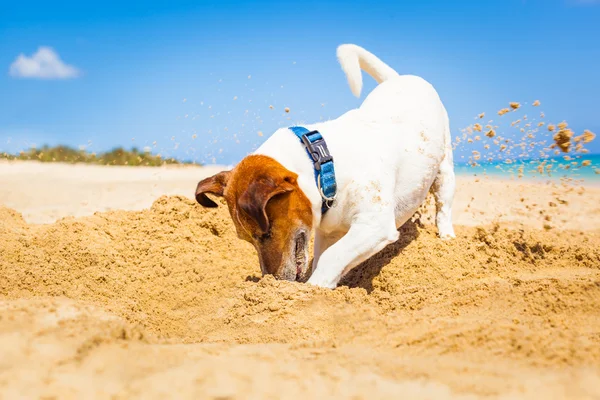 Hond graven van een gat — Stockfoto