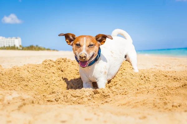 Hond graven van een gat — Stockfoto