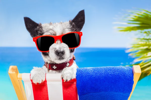 Hund im Sommerurlaub — Stockfoto