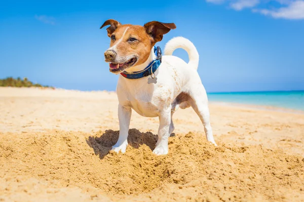Собака копает яму — стоковое фото