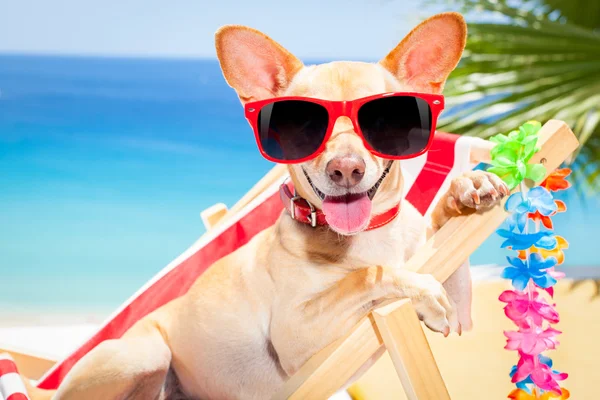 Hund im Sommerurlaub — Stockfoto