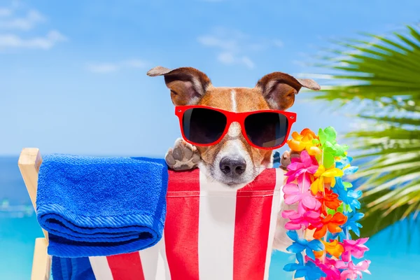 Dog summer holiday vacation — Stock Photo, Image