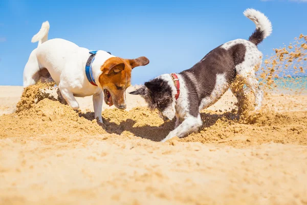 Honden graven van een gat — Stockfoto