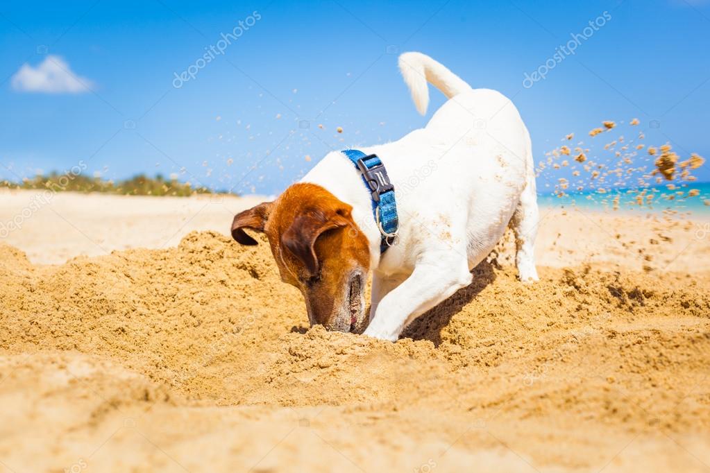 Dog digging a hole — Stock Photo © damedeeso 74207087