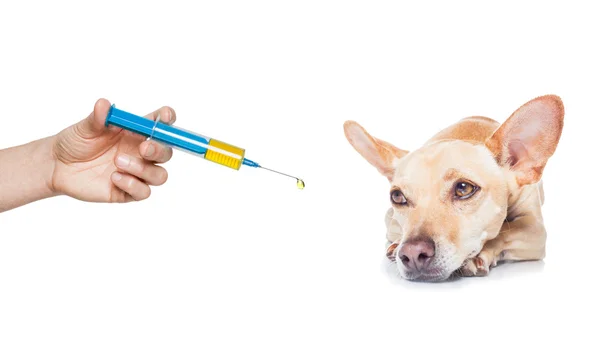 Doente cão doente — Fotografia de Stock