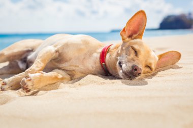 relaxing dog on the beach clipart