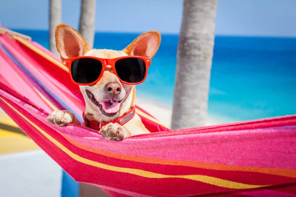 Hond zomer hangmat — Stockfoto