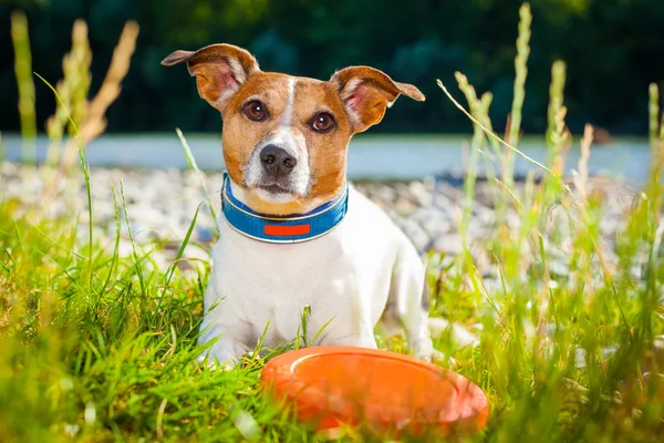 สุนัข Frisbee — ภาพถ่ายสต็อก