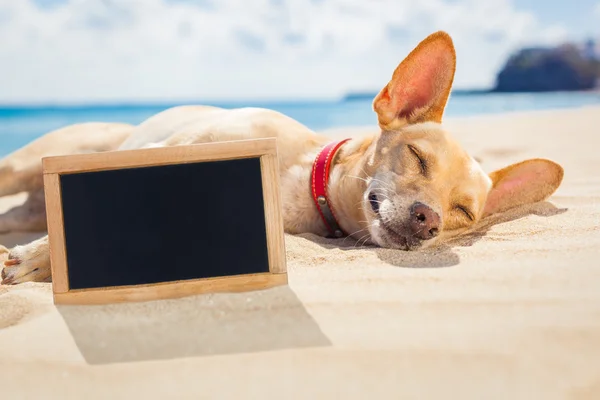 Hond ontspannen op het strand — Stockfoto