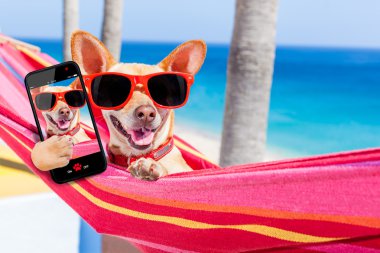 köpek selfie hamak