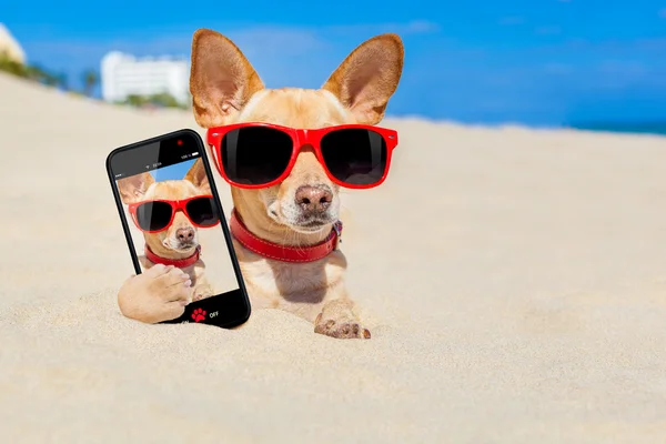 Selfie pies pochowany w piasek — Zdjęcie stockowe