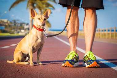 Köpek ve yürüyüş sahibi 