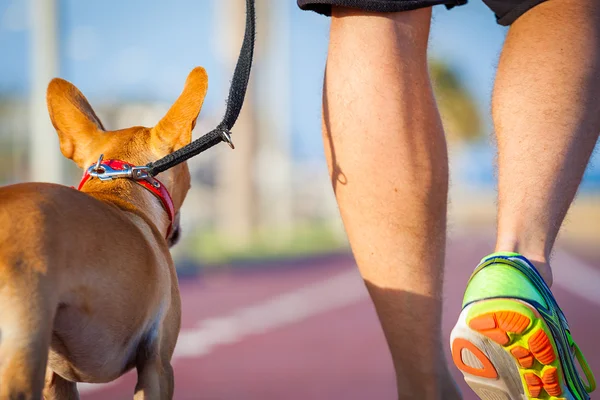 Paseo del perro y el propietario — Foto de Stock