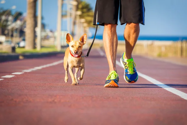 Cane e proprietario a piedi — Foto Stock