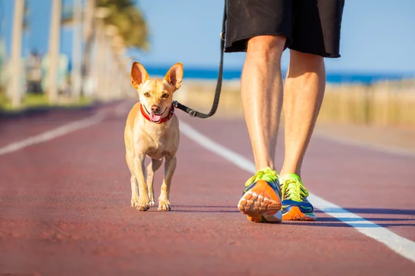 Hund och ägare promenader — Stockfoto