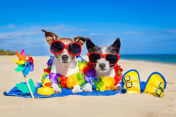 Aantal honden op vakantie — Stockfoto