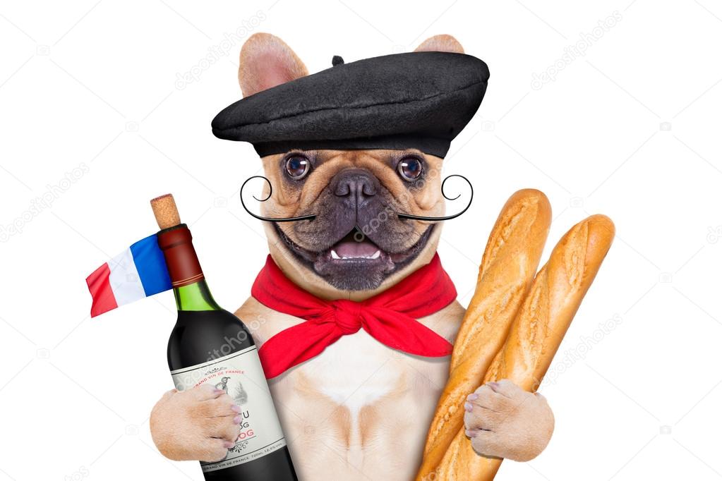 french wine dog