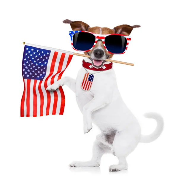 Dog 4th of july Royalty Free Stock Images