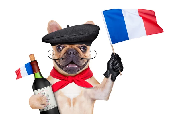 Franse wijn hond — Stockfoto