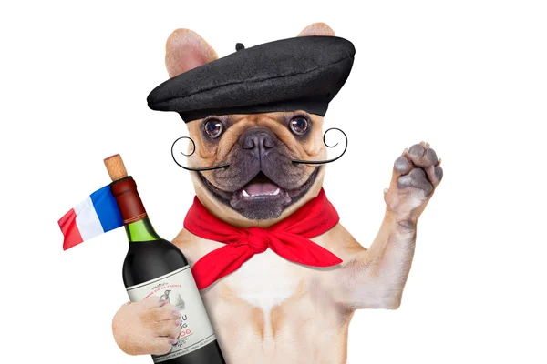 Francouzská hrdý pes — Stock fotografie