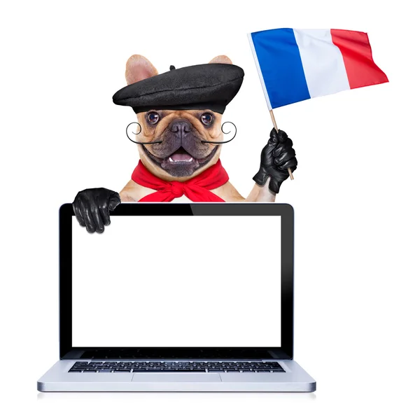 Французька гордий собака — стокове фото
