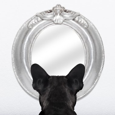 köpek, ayna