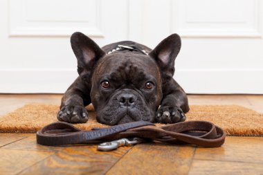 dog waiting for walk clipart