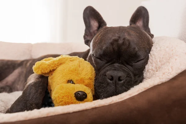 Perro siesta sueño —  Fotos de Stock