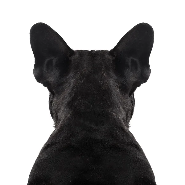 Dog back torso — Stock Photo, Image