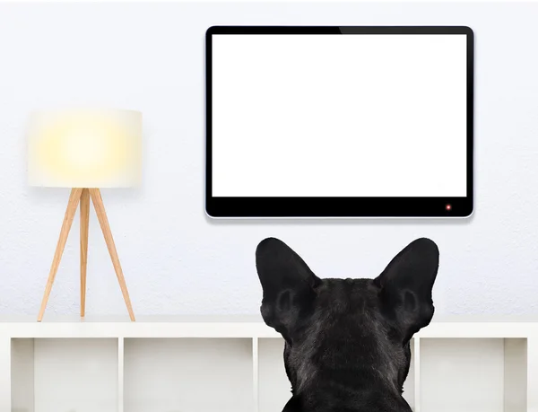 Dog watching tv — Stock Photo, Image