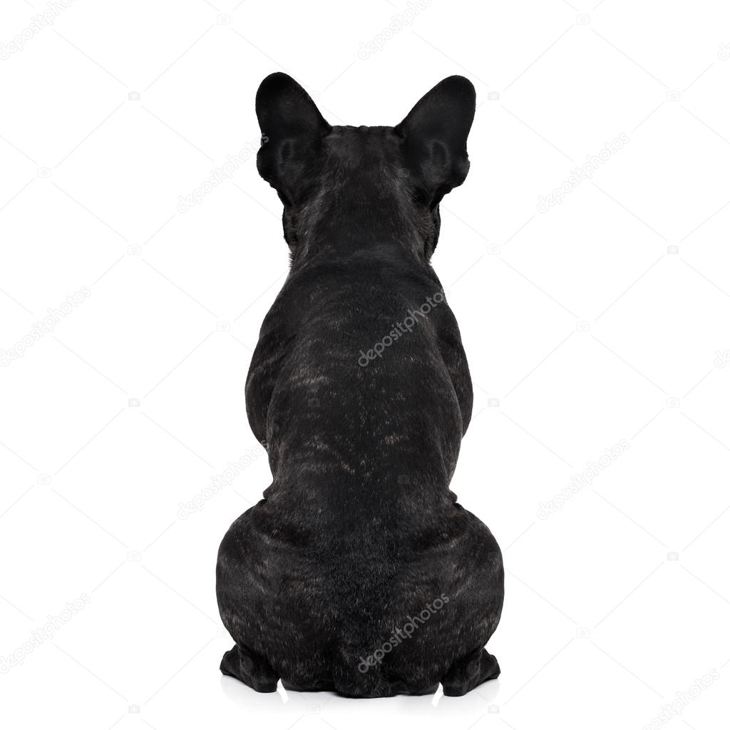 Dog back torso Stock Photo by ©damedeeso 76033069