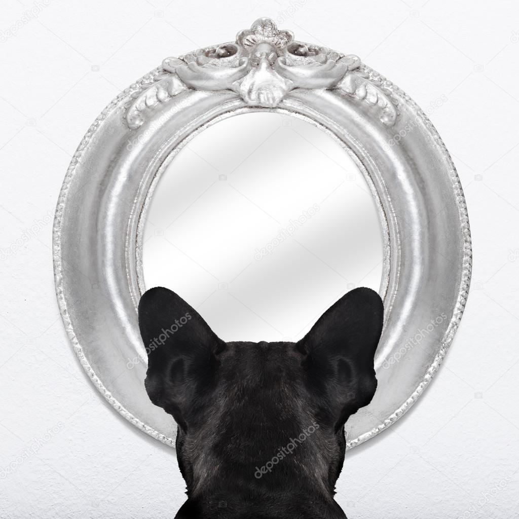dog at the mirror