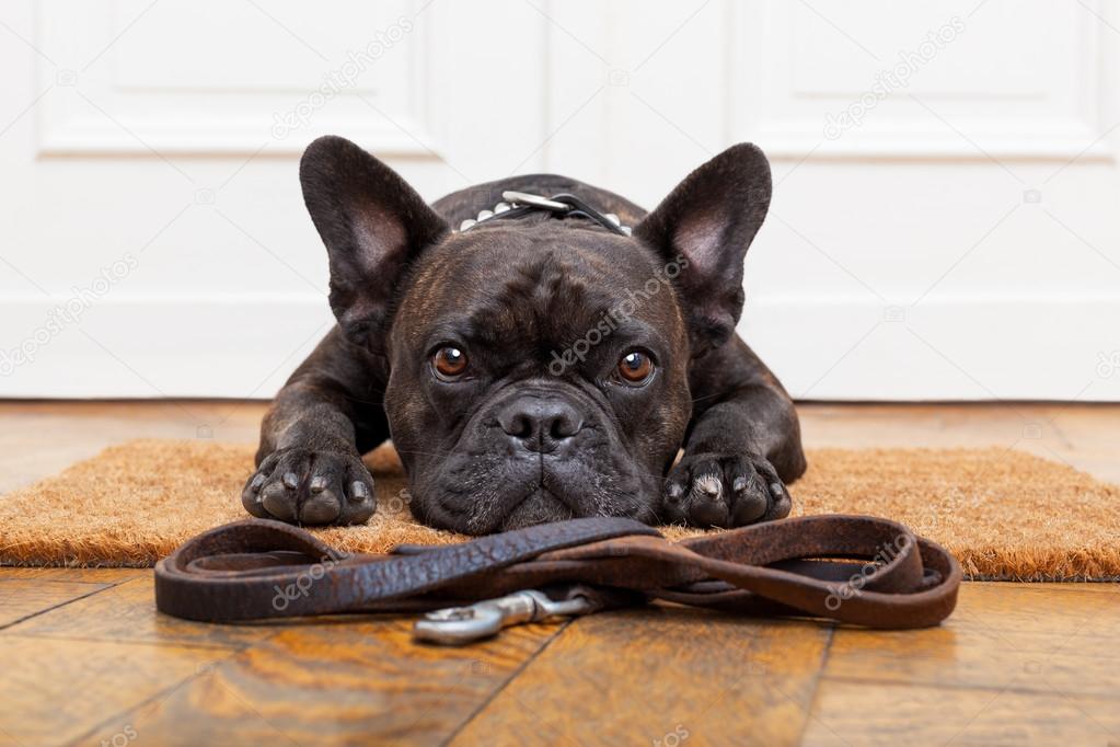 dog waiting for walk