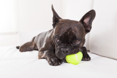 köpek ile Top oynuyor