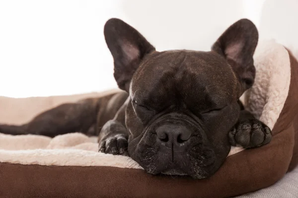 Siesta cão dormindo — Fotografia de Stock