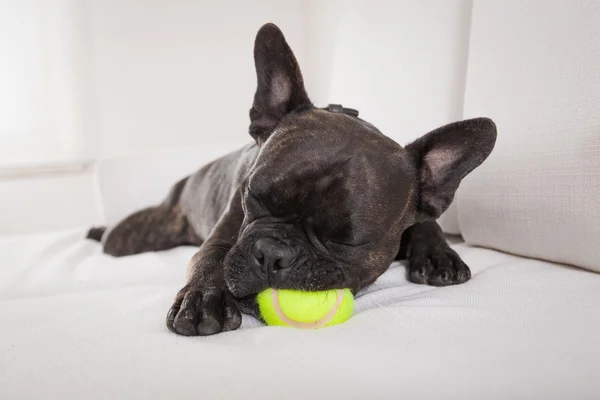 Hund nach Spiel erschöpft — Stockfoto