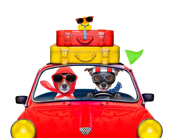 Hund fährt Auto — Stockfoto