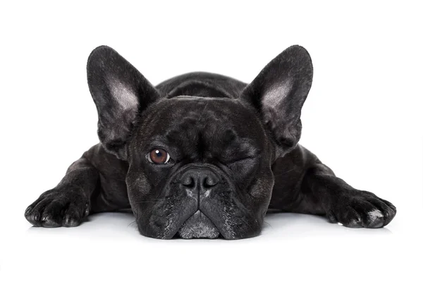 Hund schaut dich an — Stockfoto