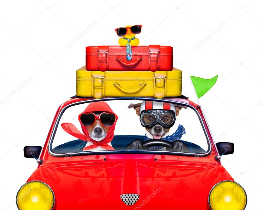 dog driving a car