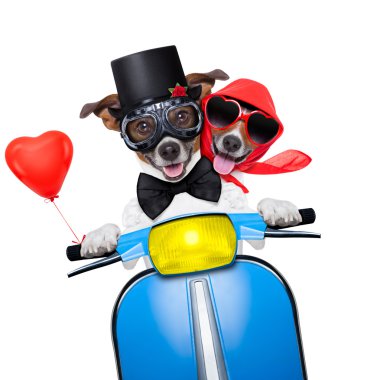 Sadece evli köpekler